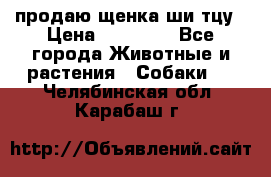 продаю щенка ши-тцу › Цена ­ 10 000 - Все города Животные и растения » Собаки   . Челябинская обл.,Карабаш г.